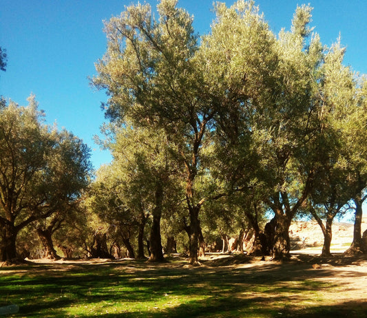 Warum Sigoise-Olivenöl Algeriens verstecktes Juwel ist